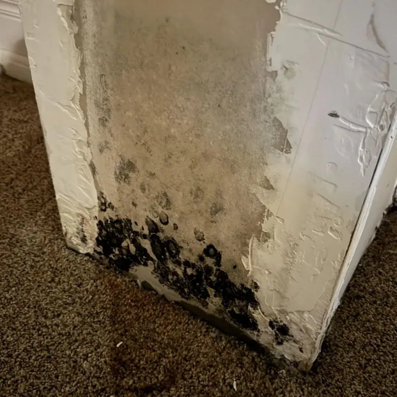Professional Mold Removal in Appomattox, VA